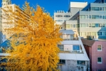 秋のバルコニーからの眺望は銀杏の木が目の前にきて風情ある情景に変貌します